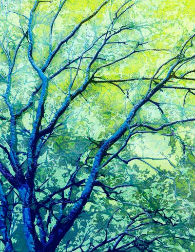 Platane Besançon arbre numérique