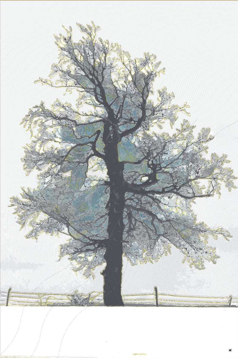 Portrait d'arbre, création numérique d'après photographie