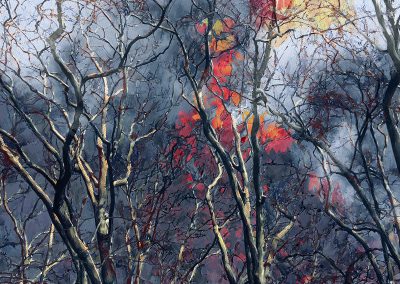 Arbres en souffrance, nature décimée, la forêt menacée par les incendies