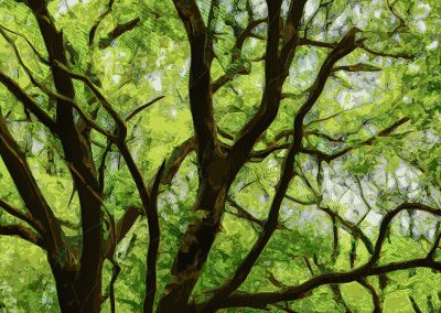 Interprétation d'une photographie d'arbres prise dans la forêt des Tilleroyes